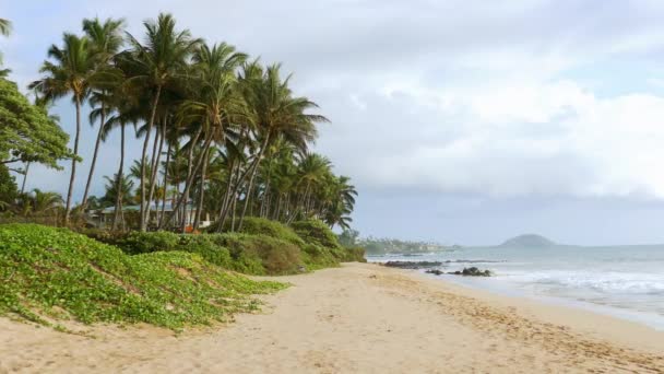 Hermosa playa palmera — Vídeo de stock