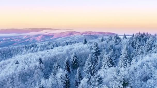 Mountain Frosty Inverno Natureza Árvores Paisagem Alpina Manhã Cedo Respiração Paisagem Natural Sunrise Férias Viagens e Turismo Frosty Tree Tops Vibrante Cores Aéreo 4k — Vídeo de Stock