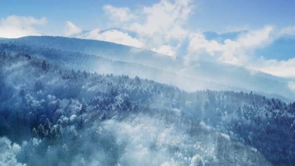 Blu foresta nebbiosa inverno natura drone aerea sopra gli alberi ghiacciati pini di montagna Golden Hour colori bei colori cielo freddo tempo cinematografico volo 4k — Video Stock