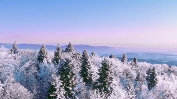 Inverno floresta natureza neve coberto inverno árvores alpino paisagem madrugada nascer do sol férias viagens e turismo congelado árvore Tops vibrante cores aéreo 4k — Vídeo de Stock