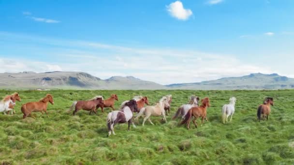 Épica aérea sobre caballos salvajes corriendo galopando en la naturaleza salvaje cámara lenta a través de la pradera Golden Hour caballo cría ecología exploración — Vídeos de Stock