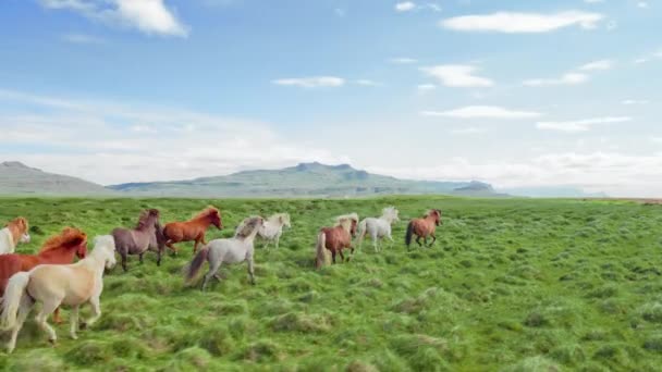 Епічне повітряне повітря над дикими кіньми, що мчать дикою природою повільно через гірські пагорби золоті години, розмножуючи екологічні дослідження — стокове відео