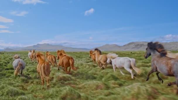 Wild Horses Running Slow Motion Through Meadow Nature Ochrona dzikiej przyrody Islandia Summer Colors Wolność Liberty Travel Destination 4K — Wideo stockowe
