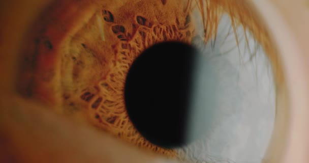 Close Up Of Colourful Iris Of Eye Tracking Shot Retina Contracts Dilates 8k — Stock Video