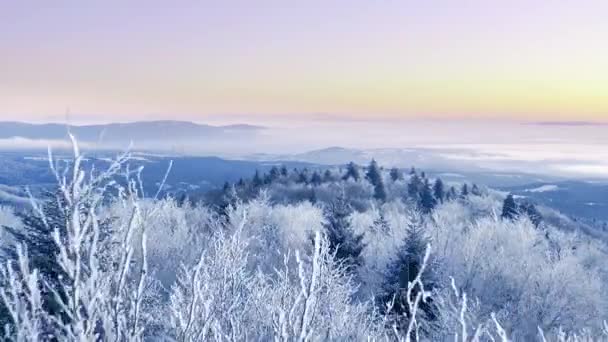 Árvores de Inverno Cobertas de Neve Paisagem Alpina Hora Dourada Férias de Inverno Árvore Gelada Tops Cores Vibrantes 4k Aéreo — Vídeo de Stock