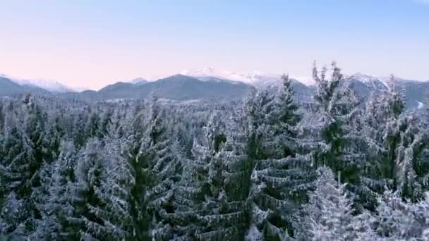 Montaña Frosty árboles de invierno hermosa naturaleza al atardecer amanecer vacaciones viajes y turismo Frosty pinos vibrantes colores aéreos 4k — Vídeo de stock