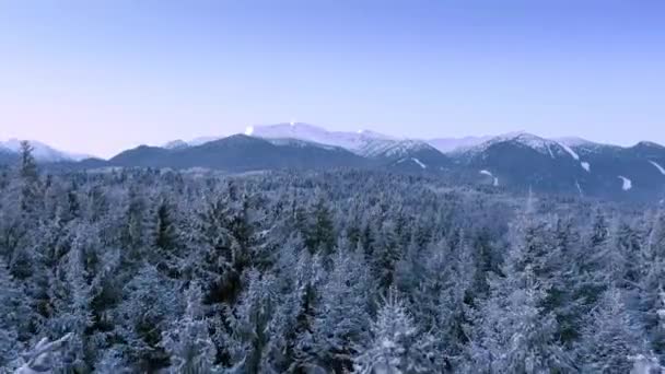 Árboles de montaña Paisaje Invierno Misty Alpine Landscape Golden Hour Mountain Tops Vacaciones de invierno Pinos nevados Colores vibrantes Aérea 4k — Vídeo de stock