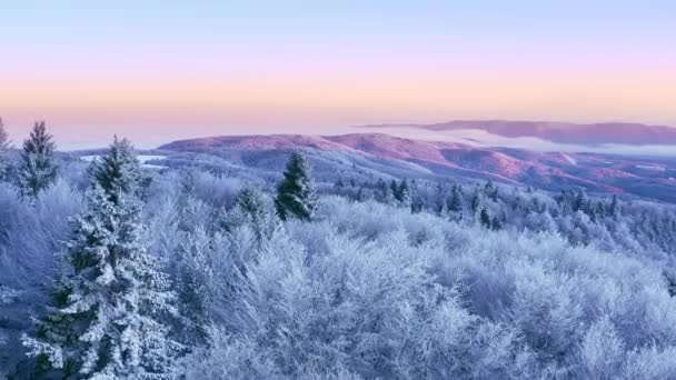 山の霜の冬の木霧のアルパインの風景日の出冬の休暇霜の松鮮やかな色空中4k — ストック動画