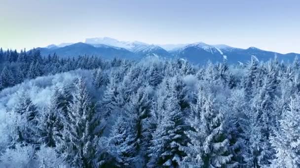 Mountain Frosty Χειμωνιάτικα Δέντρα Misty Αλπικό τοπίο Golden Hour Mountain Tops Holiday Travel and Tourism Snowy Pines Ζωηρά χρώματα Aerial 4k — Αρχείο Βίντεο