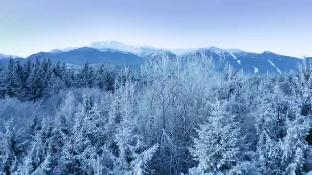 雪に覆われた冬の木美しい自然ゴールデンアワーマウンテントップ冬の休暇雪の松鮮やかな色空中4k — ストック動画