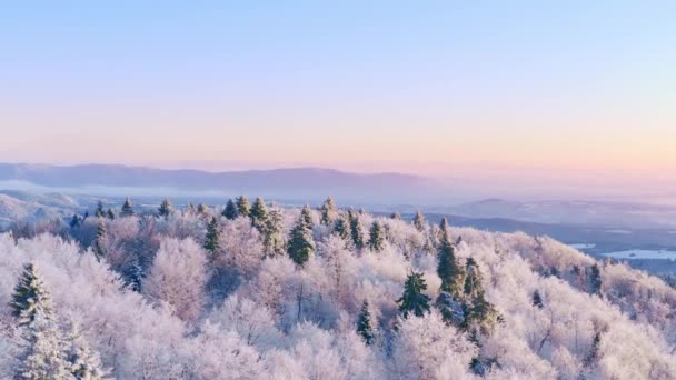 Montaña Frosty Winter Trees Misty Alpine Landscape Early Morning Sunrise Holiday Travel And Tourism Snowy Pines Vibrant Colors Aerial 4k — Vídeos de Stock