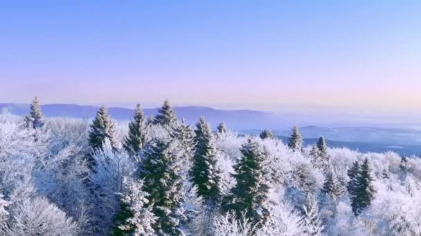 Śnieg pokryty zimą Drzewa Krajobraz alpejski Wczesny wschód słońca Wakacje Podróże i turystyka Mroźne Drzewa szczyty Wibrujące Kolory Aerial 4k — Wideo stockowe