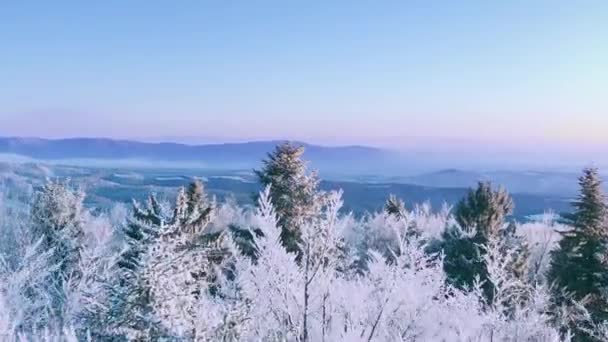 Pokryty śniegiem Zimowe drzewa Mglisty alpejski krajobraz Złota Godzina Góry szczyty Podróże wakacyjne i turystyka Snowy sosny Wibrujące kolory Aerial 4k — Wideo stockowe