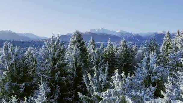 Mountain Frosty Winter Bomen Misty Alpine Landschap Golden Hour Mountain Tops Vakantie Reizen en toerisme Frosty Pines Levendige kleuren Luchtfoto 4k — Stockvideo