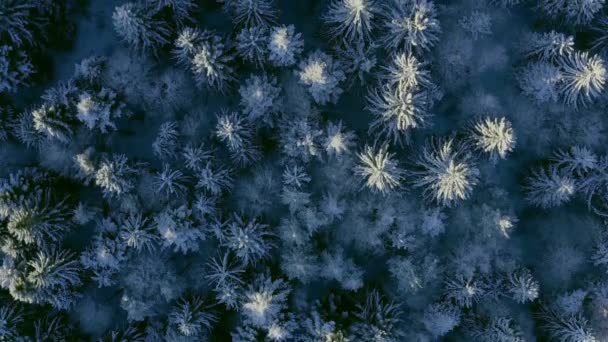 Montaña Frosty árboles de invierno paisaje alpino madrugada amanecer vacaciones viajes y turismo pinos helados vibrantes colores aéreos 4k — Vídeos de Stock