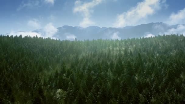 Drzewa górskie Krajobraz Zima Krajobraz alpejski Wczesny ranek Wschód słońca Zima Wakacje Mroźne sosny Żywe kolory Aerial 4k — Wideo stockowe