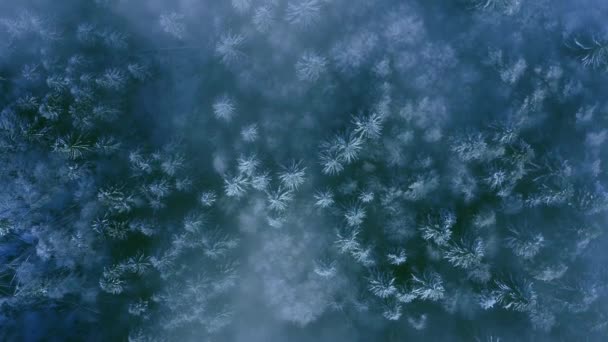 Dron powietrzny nad Parkiem Narodowym Zimowe chmury Sosna Forrest Wczesny poranek Mgła Piękne kolory Niebo Boże Narodzenie wakacje Film Lot 4k — Wideo stockowe