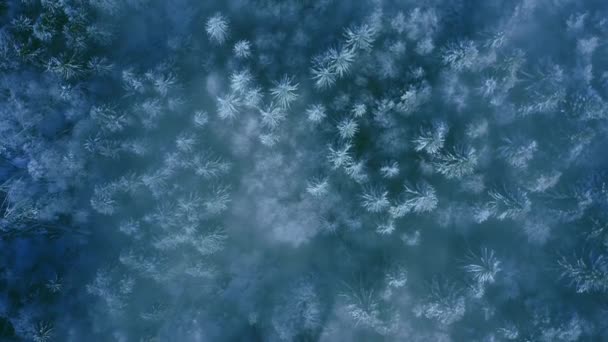 Berg Träd Landskap Vinter Vacker natur Golden Hour Mountain Tops Vinter semester snöiga tallar Vibrerande färger antenn 4k — Stockvideo