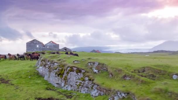 Vuelo aéreo sobre sementales salvajes Moción lenta corriendo por el campo de montaña Islandia Colores del atardecer Belleza ecuestre Naturaleza Aventura — Vídeo de stock