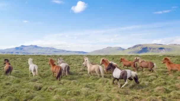 Épica aérea sobre caballos corriendo en cámara lenta a través de la granja de montaña tierra hora dorada belleza ecuestre espiritualidad exploración — Vídeo de stock