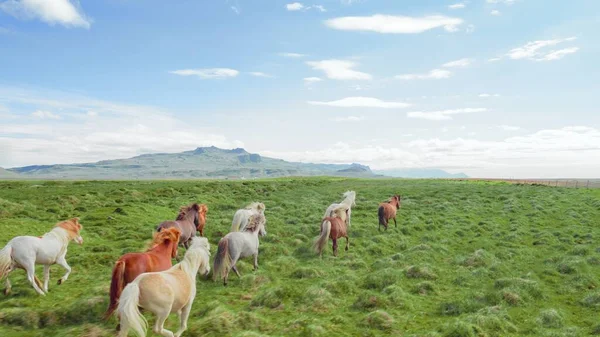Epic Aerial Wild Horses Running Galloping Wild Nature Meadow Golden 스톡 이미지