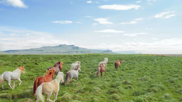 Epic Aerial Wild Horses Running Galloping Wild Nature Meadow Golden Stockafbeelding