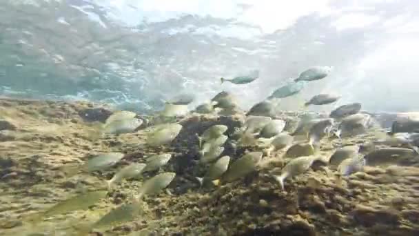 Fischschule unter Wasser erschossen Ozean Meer tropischen Strand Tauchen Wildtiere Riff gopro hd — Stockvideo