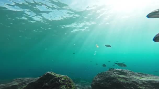 Coral Reef Fish Underwater Ocean Life Wildlife School Marine Sunlight Rays Background Beauty Gopro HD — стоковое видео