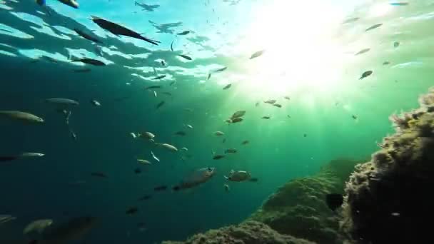 Coral Reef vissen onderwater Oceaan zee leven dieren in het wild School mariene zonlicht stralen achtergrond schoonheid Gopro Hd — Stockvideo