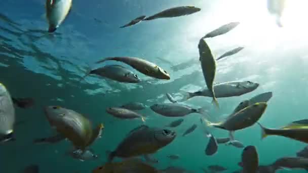 Hintergrund Strand Wasser Silhouette Lebensmittel Sport Sommer Natur Schule Fische Sonne Tier Unterwasser Meer Meer Meer tropisch blau Tauchen aquatische Riffe tief Tauchen Tierwelt Reisen wild Korallen Leben Sonnenlicht — Stockvideo