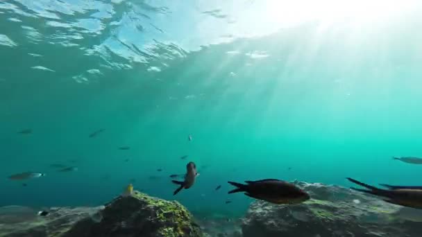 Pesce Subacqueo Oceano Mare Acqua Marine Tropicale Blu Scuba Acquatica Barriera Corallina Natura Scuola Immersioni Profondi Animali Fauna Selvatica Viaggi Corallo Selvatico Vita Luce del sole Sfondo Superficie Sole Nuoto Gopro HD — Video Stock