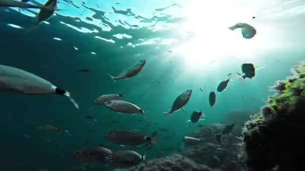 Fondo Playa Agua Silueta Comida Deporte Verano Naturaleza Escuela Peces Sol Animal Submarino Mar Marino Tropical Azul Buceo Acuático Arrecife Gopro HD — Vídeo de stock