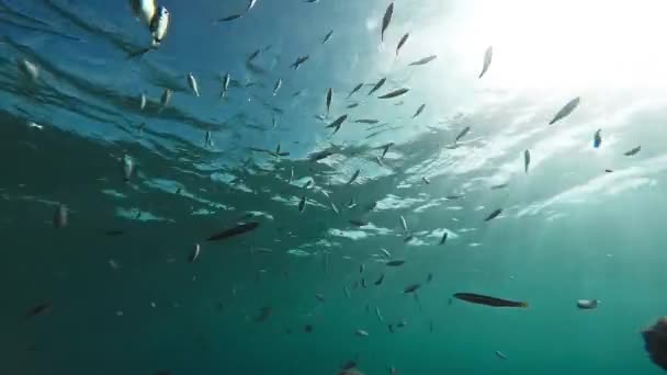 Fundo Praia Água Silhueta Alimentação Desporto Verão Natureza Escola Peixe Sol Animal Subaquático Oceano Mar Marinho Tropical Azul Mergulho Aquático Mergulho Profundo Vida Selvagem Viagem Coral Selvagem Vida Sol — Vídeo de Stock