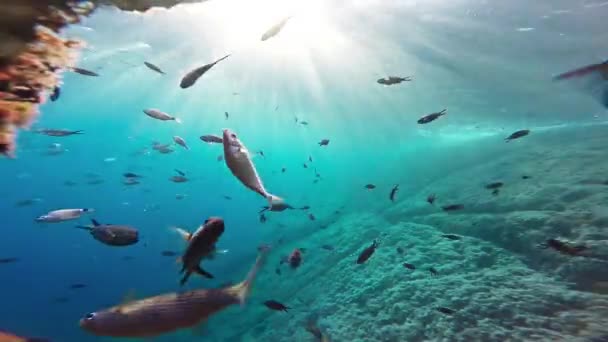 Blau Tauchen aquatische Riff Naturschule tief Tauchen Tiere Tierwelt reisen wild Korallen Leben Sonnenlicht Hintergrund Oberfläche Sonne Schwimmen Fische Unterwasser Ozean Meer Wasser marine tropisch gopro hd — Stockvideo