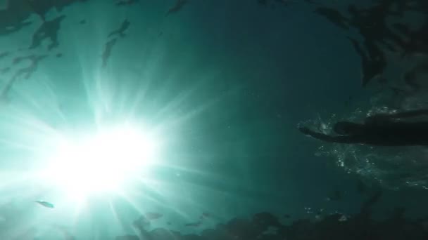 Simmare Silhouette simning solstrålar undervattens fisk passerar bakgrund semester semester fritidshus pool Ocean Concept idrottsman muskel sport GoPro HD — Stockvideo