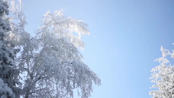 Φύση χειμώνα χιόνι υπόβαθρο σε δέντρα ουρανού ήλιος φωτοβολίδα — Αρχείο Βίντεο