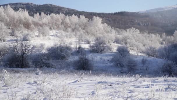 Vinter bakgrund lugn natur fryst träd — Stockvideo