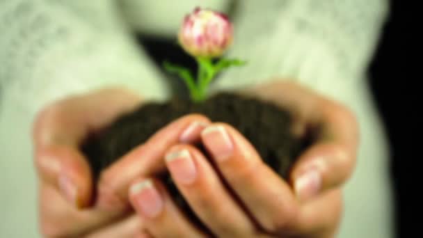 Hands Holding Plant Ecología de las flores Tierra verde — Vídeos de Stock