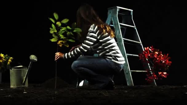 Concept écologique Jardin de plantation d'arbres verts — Video