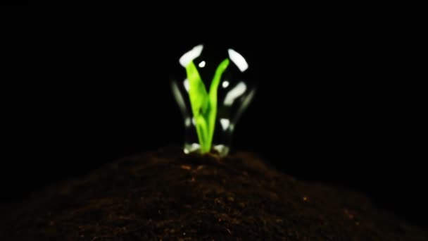 緑の考えエコロジー電球植物昆虫ライフ — ストック動画