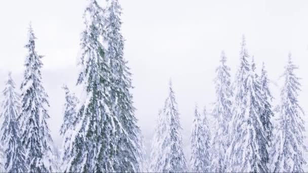 Montaña de nieve con bosque de pino — Vídeo de stock