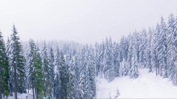 Montagne de neige avec forêt de pins — Video