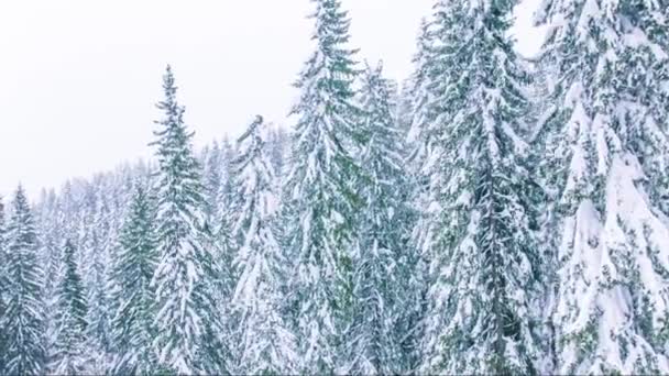 Montagna di neve con pineta — Video Stock