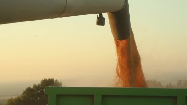 Macchine per la raccolta di semi da semina — Video Stock