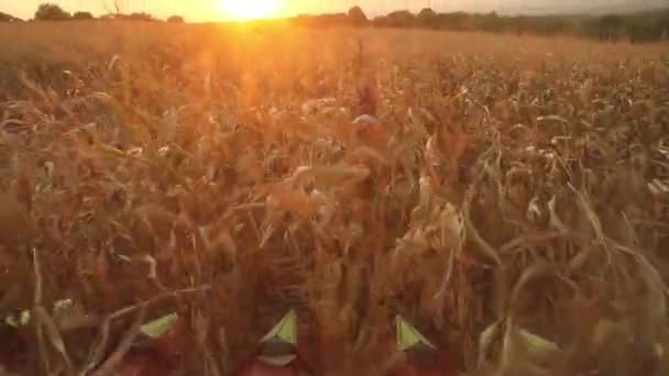 収穫のトウモロコシを組み合わせる — ストック動画