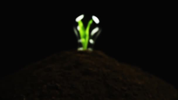 Зеленый порей посадить внутри лампочки — стоковое видео