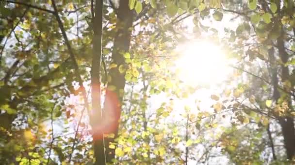 Sol brilha através de folhas de outono — Vídeo de Stock