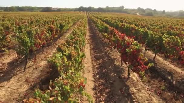 Vue aérienne sur la vallée du vignoble — Video