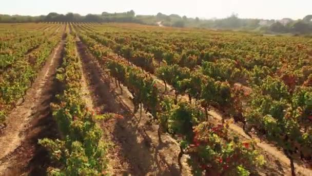 Aerial view on vineyard valley — Stock Video