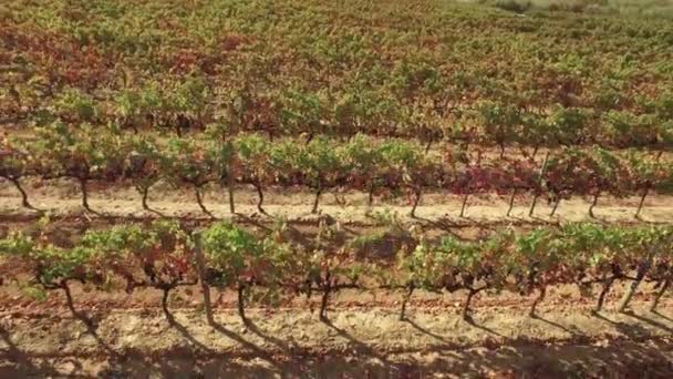 Vue aérienne sur la vallée du vignoble — Video